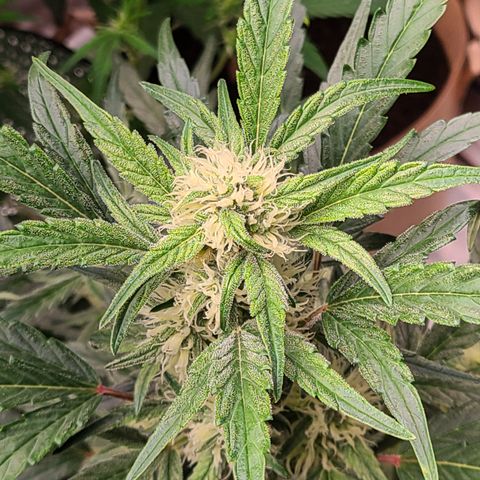 Skyy growlog timeline photo