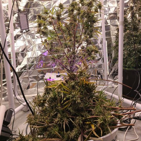 Aurora growlog timeline photo