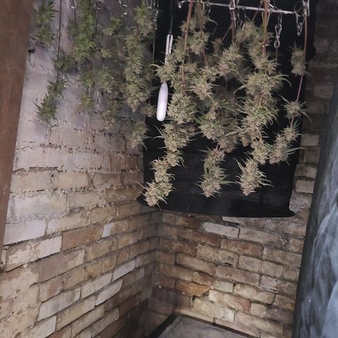 Aurora growlog timeline photo