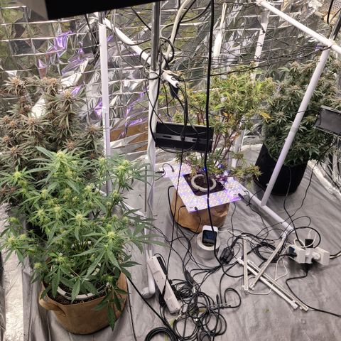 Aurora growlog timeline photo