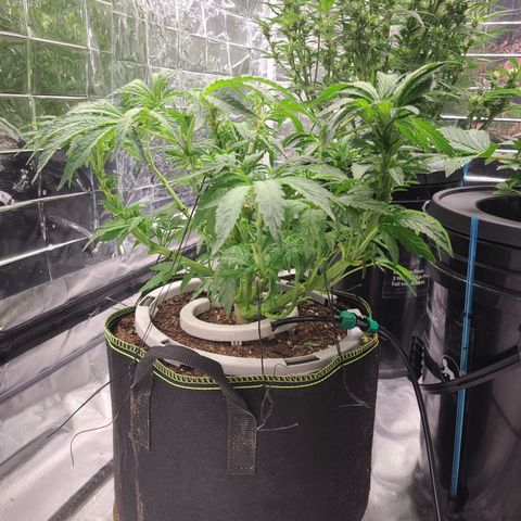 Juno growlog timeline photo