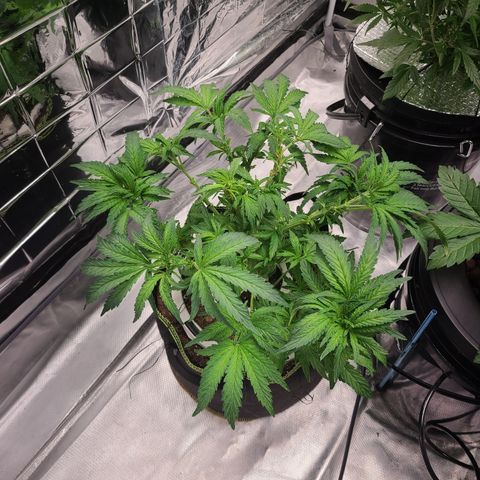 Juno growlog timeline photo