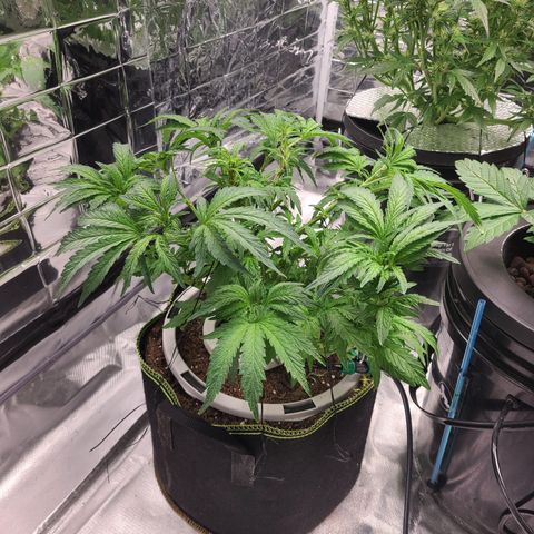 Juno growlog timeline photo