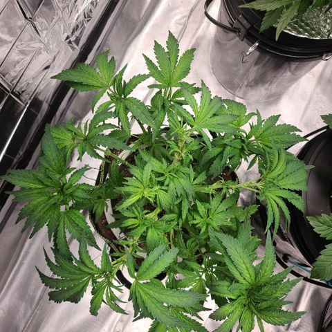 Juno growlog timeline photo