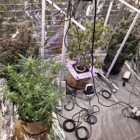 Aurora growlog timeline photo