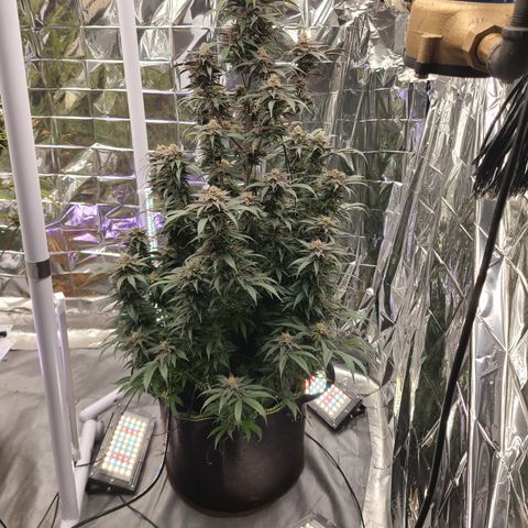 Mary growlog timeline photo