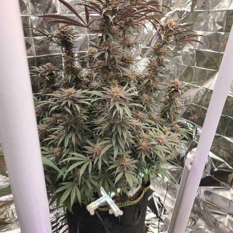 Violet growlog timeline photo