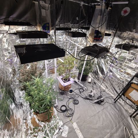 Aurora growlog timeline photo