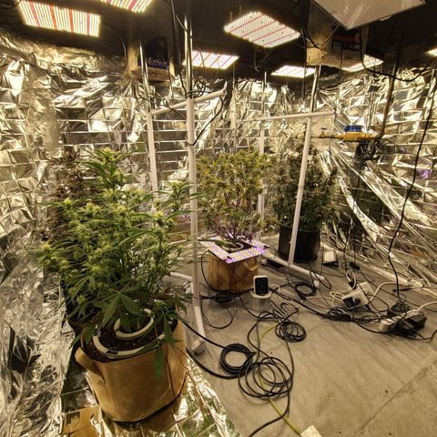 Aurora growlog timeline photo