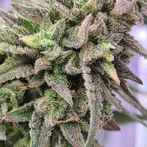 Aurora growlog timeline photo