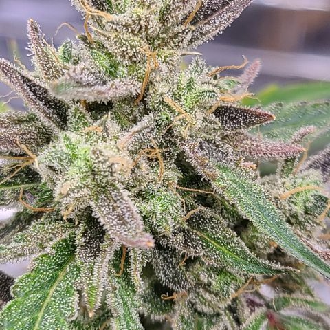Aurora growlog timeline photo