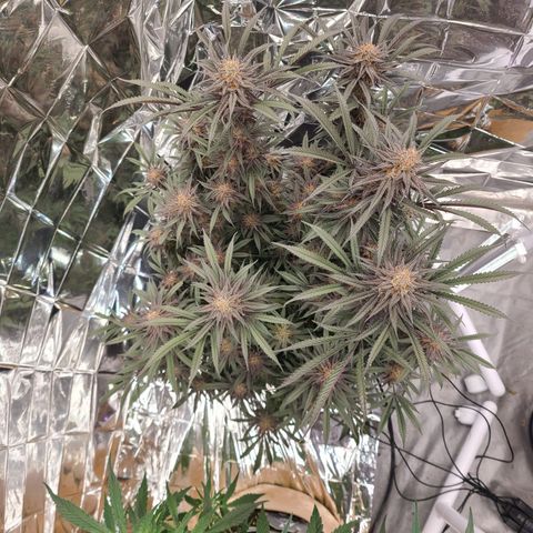 Violet growlog timeline photo