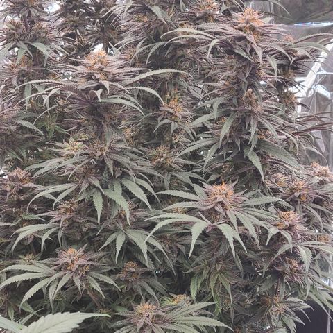 Violet growlog timeline photo