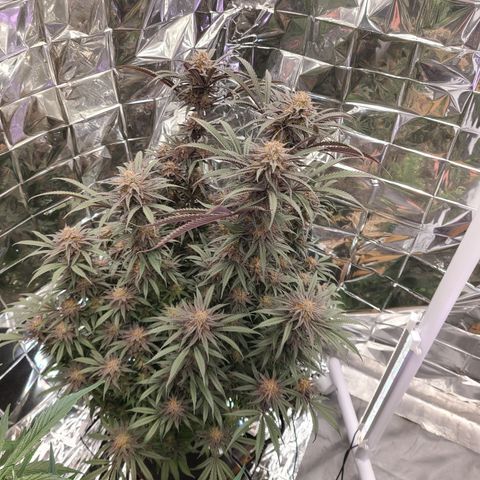 Violet growlog timeline photo