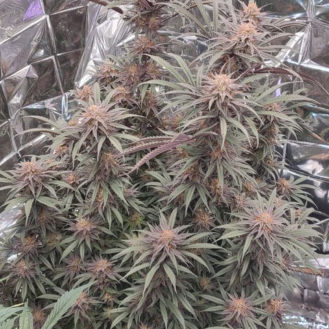 Violet growlog timeline photo