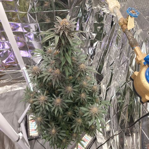 Mary growlog timeline photo
