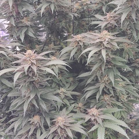 Mary growlog timeline photo