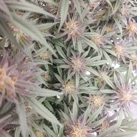 Violet growlog timeline photo