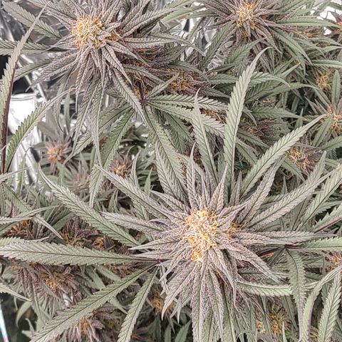 Violet growlog timeline photo