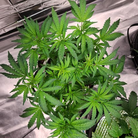 Juno growlog timeline photo