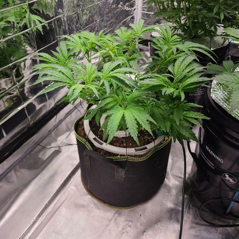 Juno growlog timeline photo