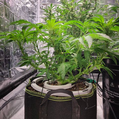 Juno growlog timeline photo