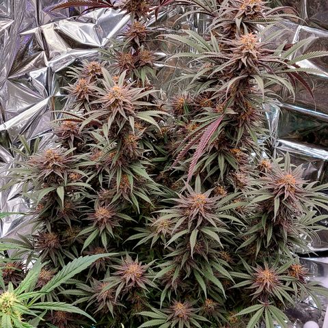 Violet growlog timeline photo