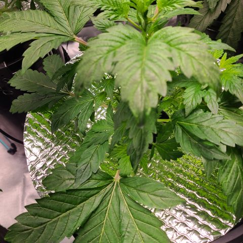 Starr growlog timeline photo