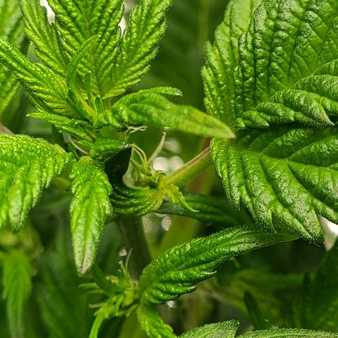 Starr growlog timeline photo