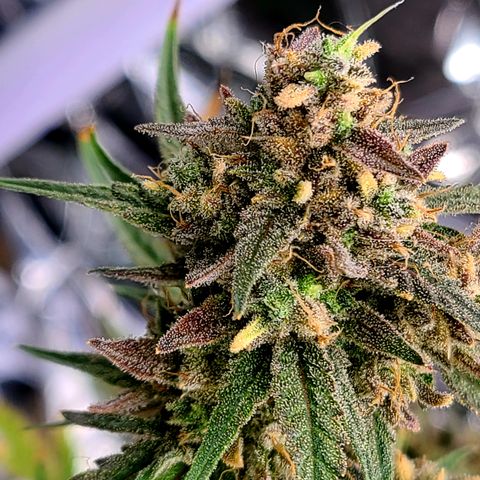 Aurora growlog timeline photo