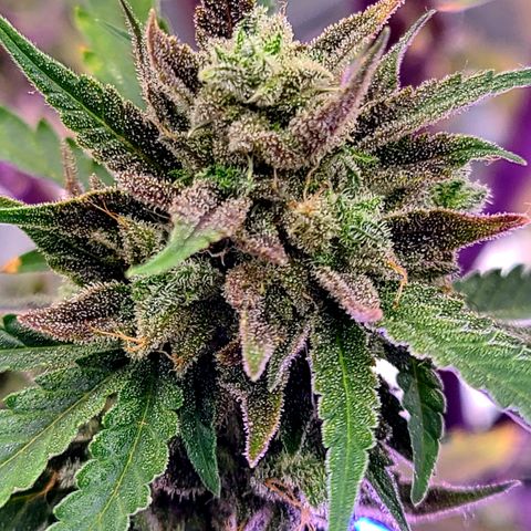 Aurora growlog timeline photo