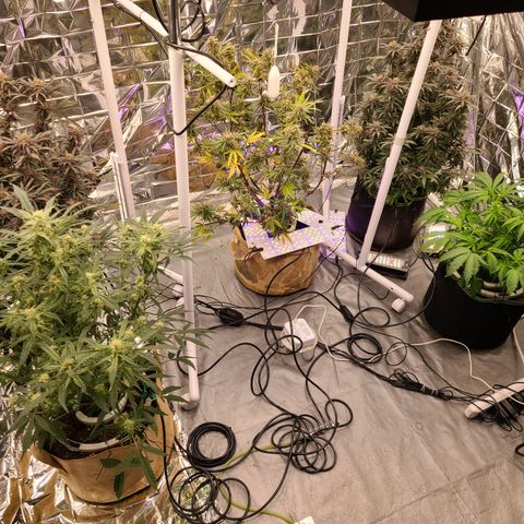 Aurora growlog timeline photo