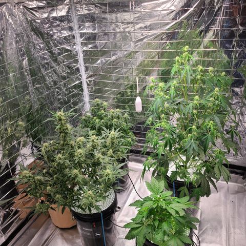 Starr growlog timeline photo