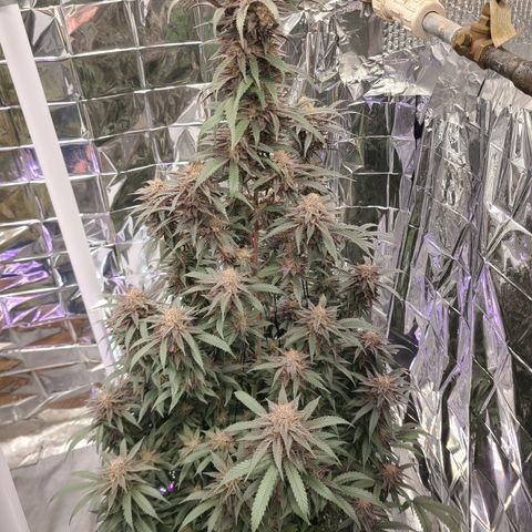 Mary growlog timeline photo