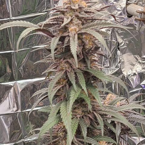 Mary growlog timeline photo
