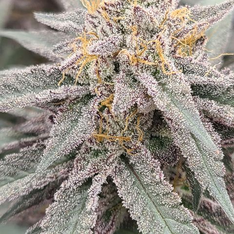 Mary growlog timeline photo
