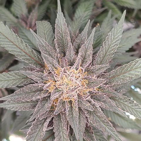 Mary growlog timeline photo