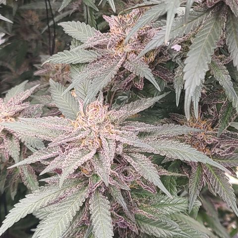Mary growlog timeline photo
