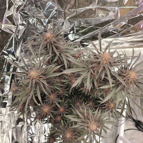 Violet growlog timeline photo