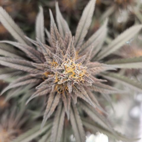 Violet growlog timeline photo