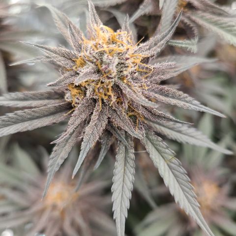 Violet growlog timeline photo