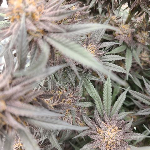 Violet growlog timeline photo