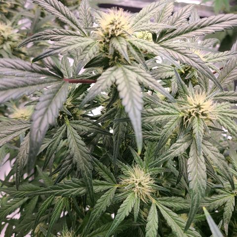Gladys growlog timeline photo