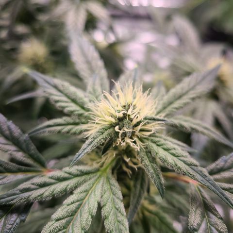 Gladys growlog timeline photo