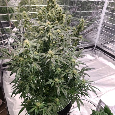 Gladys growlog timeline photo