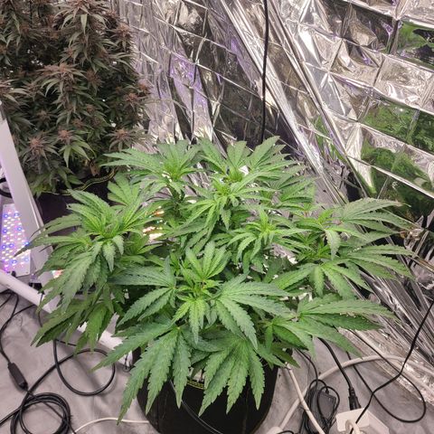 Juno growlog timeline photo