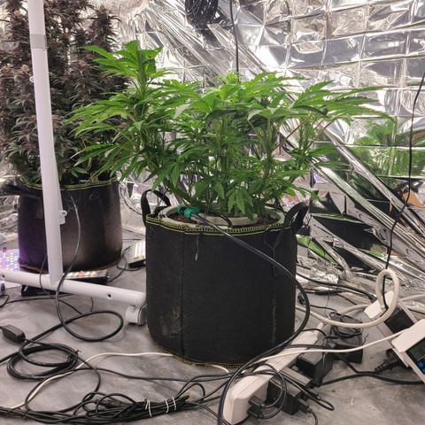 Juno growlog timeline photo