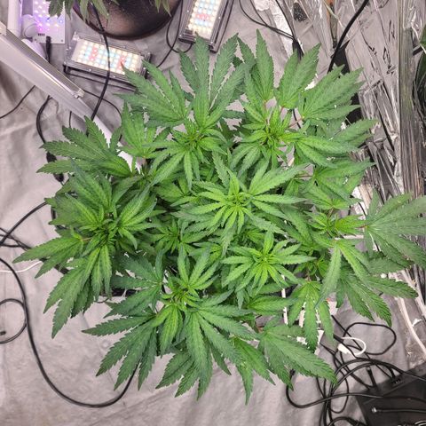 Juno growlog timeline photo
