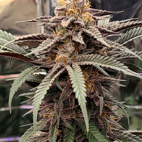 Mary growlog timeline photo