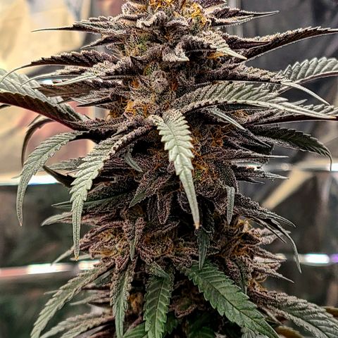 Mary growlog timeline photo